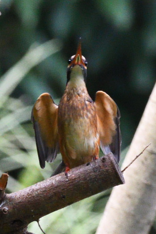 約0.67倍トリミング 2019/8月 SIGMA150-600C+D500 600mm F8 ss1/1250 ISO3600