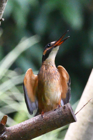 約0.67倍トリミング 2019/8月 SIGMA150-600C+D500 600mm F8 ss1/1250 ISO4500