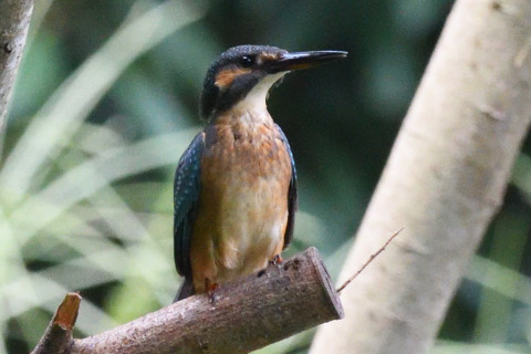 約0.67倍トリミング 2019/8月 SIGMA150-600C+D500 600mm F8 ss1/1250 ISO6400