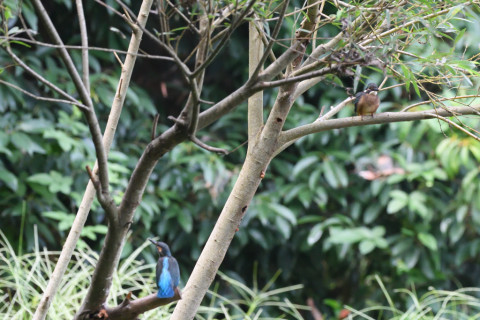 2019/8月 SIGMA150-600C+D500 450mm F6.3 ss1/1250 ISO6400