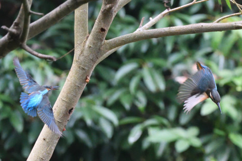 約0.33倍トリミング 2019/8月 SIGMA150-600C+D500 450mm F6.3 ss1/1250 ISO6400 AF-C シングル