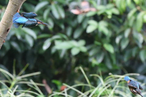 約0.33倍トリミング 2019/8月 SIGMA150-600C+D500 450mm F6.3 ss1/1250 ISO6400 AF-C シングル