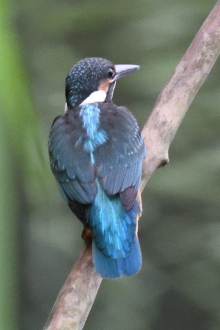 約0.67倍トリミング 2019/8月 SIGMA150-600C+D500 600mm F8 ss1/1250 ISO6400