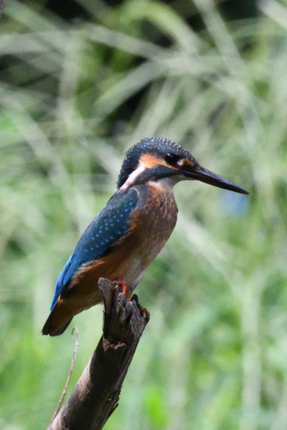 約0.67倍トリミング 2019/8月 SIGMA150-600C+D500 600mm F8 ss1/1600 ISO2200