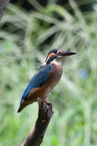 約0.67倍トリミング 2019/8月 SIGMA150-600C+D500 600mm F8 ss1/1250 ISO2200