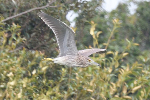 トリミング 2019/8月 SIGMA150-600C+D500 600mm F8 ss1/800 ISO1100 AF-C シングル