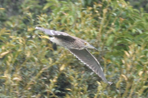 トリミング 2019/8月 SIGMA150-600C+D500 600mm F8 ss1/800 ISO1100 AF-C シングル