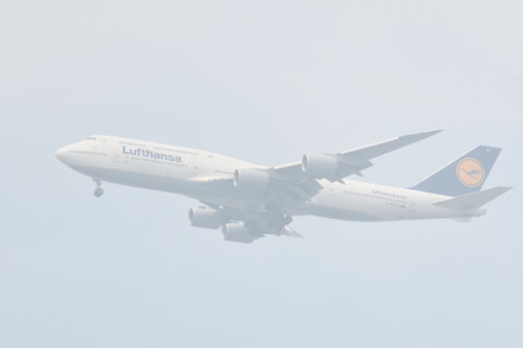 2019/8月 SIGMA150-600C+D500 600mm F6.3 ss1/400 ISO100 AF-C シングル