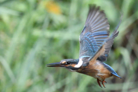 約0.67倍トリミング 2019/8月 SIGMA150-600C+D500 600mm F8 ss1/1600 ISO3200 AF-C シングル