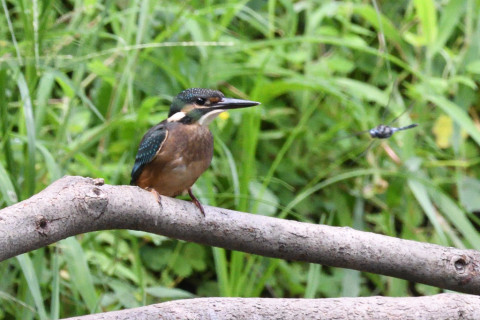 0.5倍トリミング 2019/8月 SIGMA150-600C+D500 600mm F8 ss1/1250 ISO3200