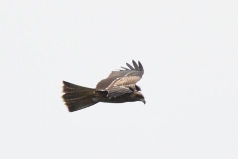 トリミング 2019/8月 SIGMA150-600C+D500 600mm F8 ss1/1250 ISO280 AF-C シングル