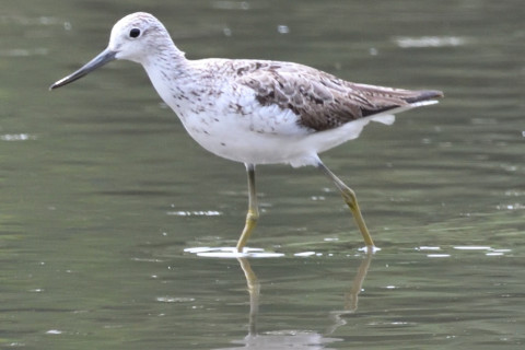 約0.67トリミング 2019/8月 SIGMA150-600C+D500 600mm F8 ss1/1250 ISO3600