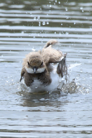 約0.67トリミング 2019/8月 SIGMA150-600C+D500 600mm F8 ss1/1250 ISO320