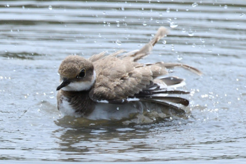 約0.67トリミング 2019/8月 SIGMA150-600C+D500 600mm F8 ss1/1250 ISO320