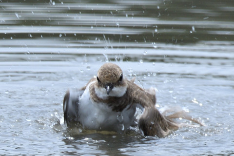 約0.67トリミング 2019/8月 SIGMA150-600C+D500 600mm F8 ss1/500 ISO125