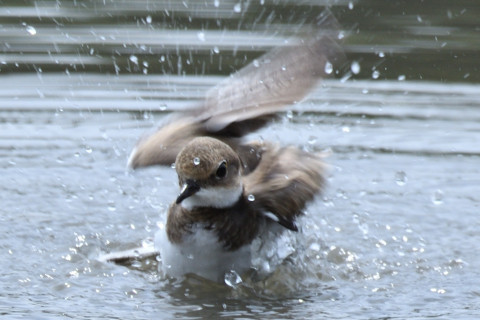 約0.67トリミング 2019/8月 SIGMA150-600C+D500 600mm F8 ss1/500 ISO125