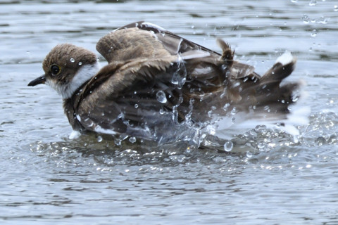 約0.67トリミング 2019/8月 SIGMA150-600C+D500 600mm F8 ss1/1000 ISO250