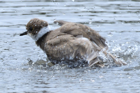 約0.67トリミング 2019/8月 SIGMA150-600C+D500 600mm F8 ss1/1000 ISO250