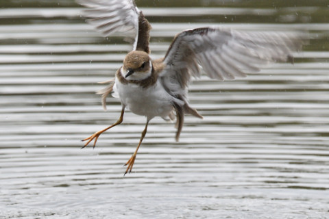 0.5トリミング 2019/8月 SIGMA150-600C+D500 600mm F8 ss1/1000 ISO250 AF-C シングル