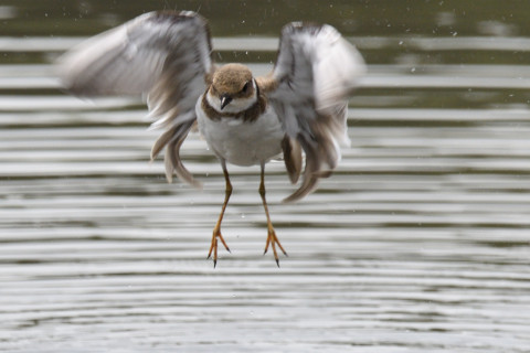 0.5トリミング 2019/8月 SIGMA150-600C+D500 600mm F8 ss1/1000 ISO250 AF-C シングル