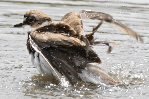 約0.67トリミング 2019/8月 SIGMA150-600C+D500 600mm F8 ss1/1250 ISO250 AF-C シングル