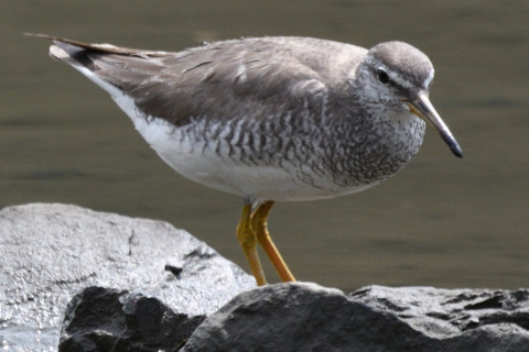 約0.67トリミング 2019/8月 SIGMA150-600C+D500 600mm F8 ss1/800 ISO560