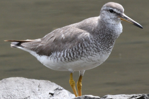 約0.67トリミング 2019/8月 SIGMA150-600C+D500 600mm F8 ss1/800 ISO900 AF-C