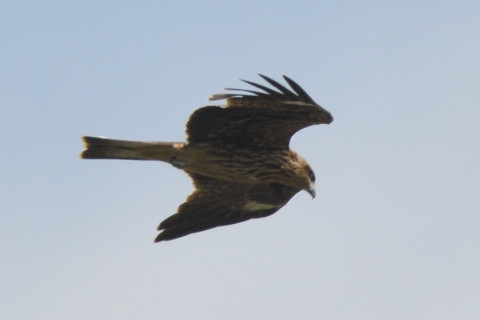 トリミング 2019/8月 SIGMA150-600C+D500 600mm F8 ss1/1250 ISO125 AF-C シングル
