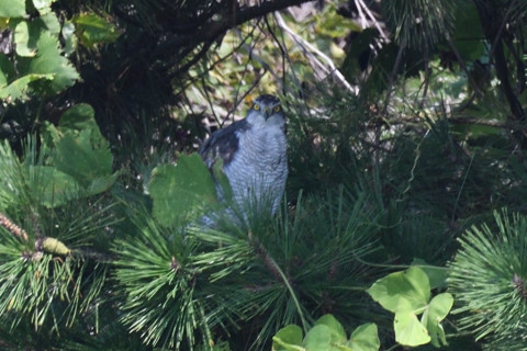 トリミング 2019/8月 SIGMA150-600C+D500 600mm F8 ss1/400 ISO500