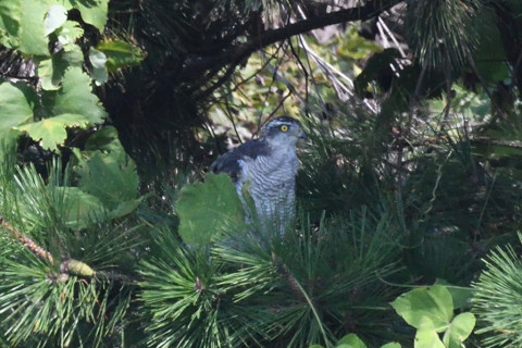 トリミング 2019/8月 SIGMA150-600C+D500 600mm F8 ss1/1250 ISO1600