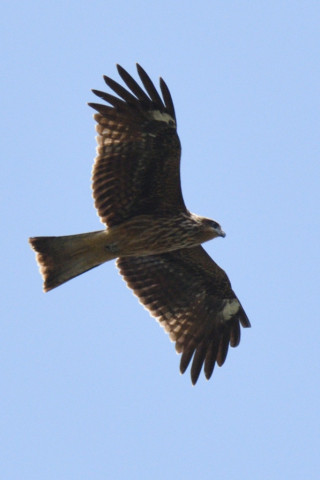 約0.67トリミング 2019/9月 SIGMA150-600C+D500 600mm F8 ss1/1600 ISO320 AF-C シングル