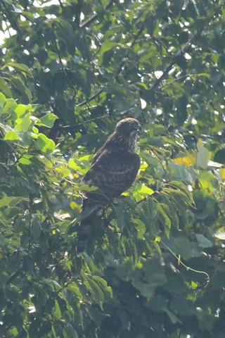 トリミング 2019/9月 SIGMA150-600C+D500 550mm F8 ss1/1250 ISO1400