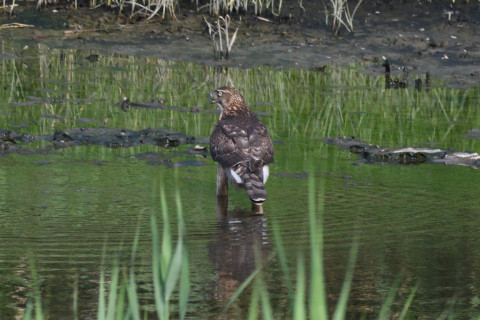 0.5倍トリミング 2019/9月 SIGMA150-600C+D500 600mm F8 ss1/1600 ISO1100
