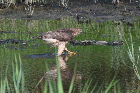 0.5倍トリミング 2019/9月 SIGMA150-600C+D500 600mm F8 ss1/1600 ISO1100