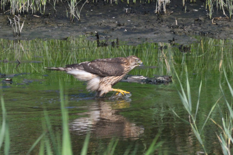 0.5倍トリミング 2019/9月 SIGMA150-600C+D500 600mm F8 ss1/1600 ISO1100