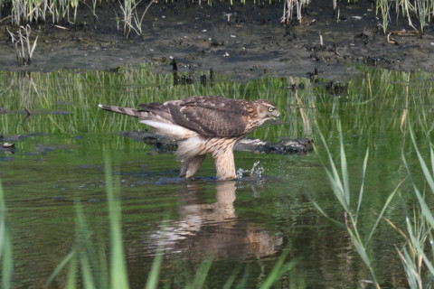 0.5倍トリミング 2019/9月 SIGMA150-600C+D500 600mm F8 ss1/1600 ISO1100