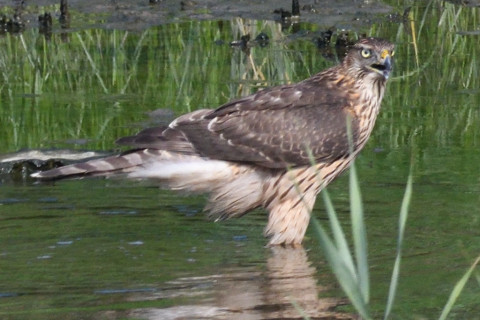 トリミング 2019/9月 SIGMA150-600C+D500 600mm F8 ss1/1600 ISO1100