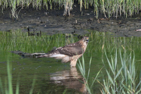 0.5倍トリミング 2019/9月 SIGMA150-600C+D500 600mm F8 ss1/1600 ISO1100