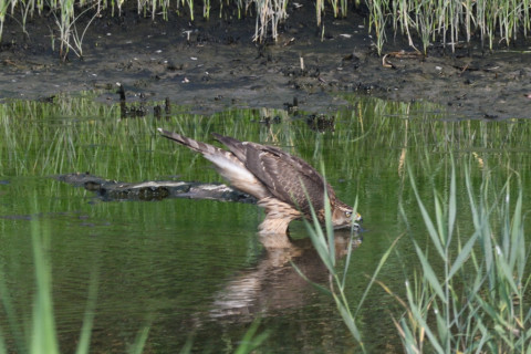 0.5倍トリミング 2019/9月 SIGMA150-600C+D500 600mm F8 ss1/500 ISO360