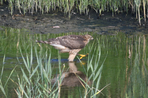 0.5倍トリミング 2019/9月 SIGMA150-600C+D500 600mm F8 ss1/1250 ISO1000