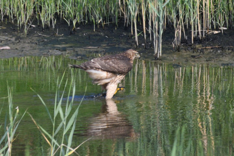 0.5倍トリミング 2019/9月 SIGMA150-600C+D500 600mm F8 ss1/1250 ISO1000
