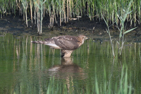 0.5倍トリミング 2019/9月 SIGMA150-600C+D500 600mm F8 ss1/1250 ISO1000