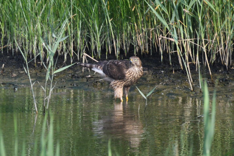 0.5倍トリミング 2019/9月 SIGMA150-600C+D500 600mm F8 ss1/1250 ISO1000