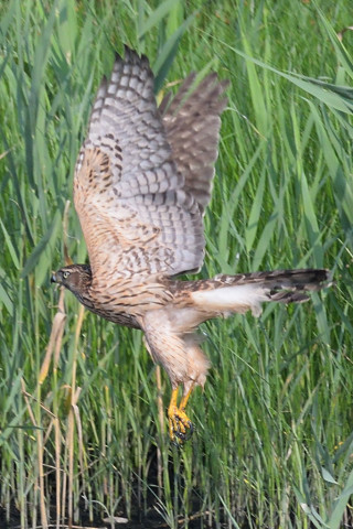 約0.67倍トリミング 2019/9月 SIGMA150-600C+D500 600mm F8 ss1/1250 ISO1100 AF-C シングル