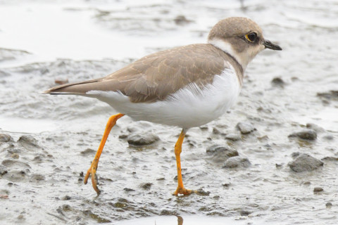 0.5倍トリミング 2019/9月 SIGMA150-600C+D500 600mm F8 ss1/1000 ISO560