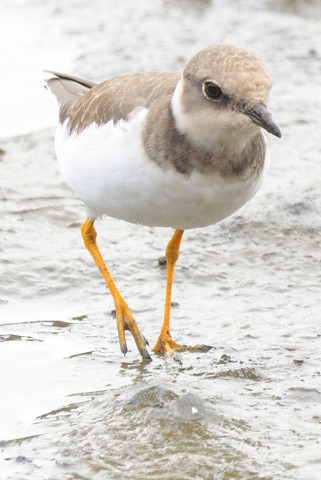約0.67倍トリミング 2019/9月 SIGMA150-600C+D500 600mm F8 ss1/1000 ISO800