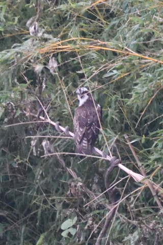 トリミング 2019/9月 SIGMA150-600C+D500 600mm F8 ss1/800 ISO6400