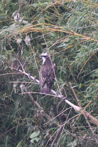 トリミング 2019/9月 SIGMA150-600C+D500 600mm F8 ss1/400 ISO3200