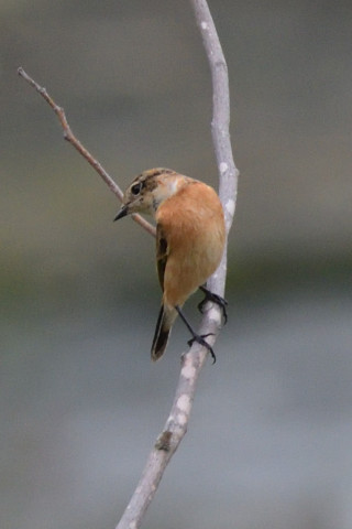 トリミング 2019/9月 SIGMA150-600C+D500 600mm F8 ss1/1250 ISO1600