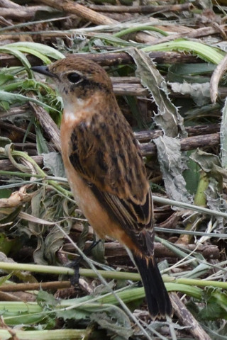 トリミング 2019/9月 SIGMA150-600C+D500 600mm F8 ss1/1250 ISO1250